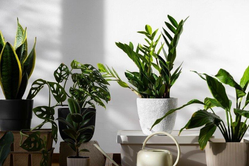 Expert Guidance for Indoor Plant Care