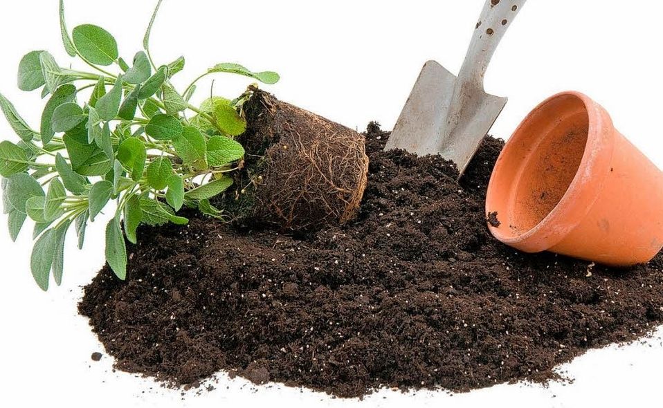 Soil & Nutrient Guidance for Thriving Plants